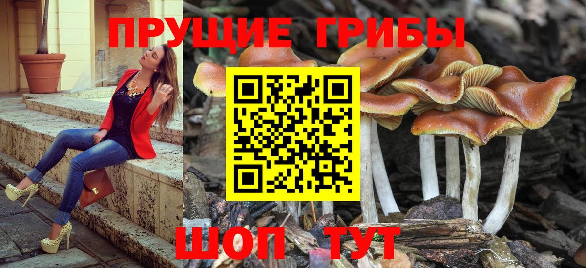 Псилоцибиновые грибы Psilocybe Оренбург